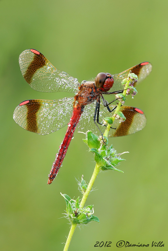 Sympetrum pedemontanum